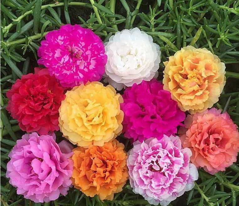  「家里」“3种花”养家里，给点阳光就灿烂，花期超长，给你一片花海！