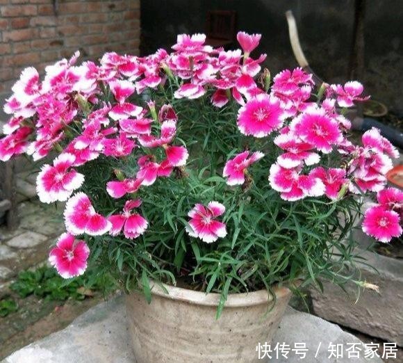  [便宜货]几种便宜货，5块钱买一盆，养在家爆炸式的开花，阳台变花海