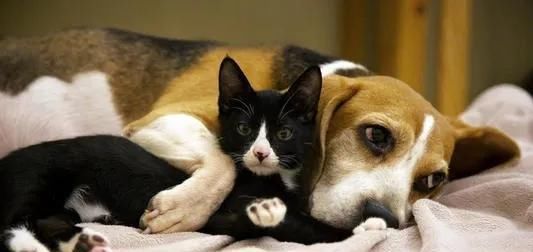  【猫和狗】这些有关于猫狗的冷知识你都知道吗？