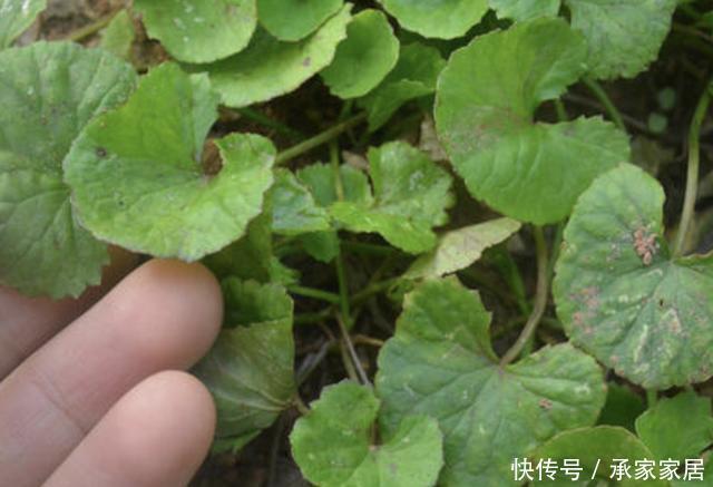  记得|在河边、农地，遇到1种“积雪草”，记得保护起来，如今珍贵！