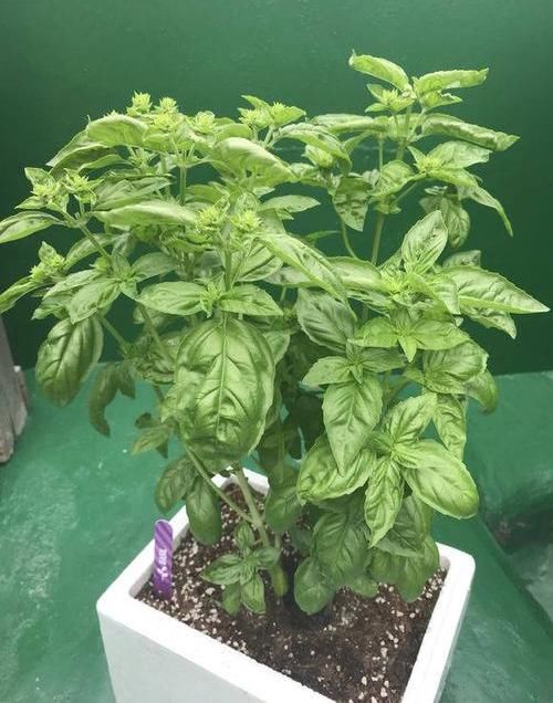  「绿球」香料魔术师“罗勒”，你一定吃过，在家种一盆，长成大绿球