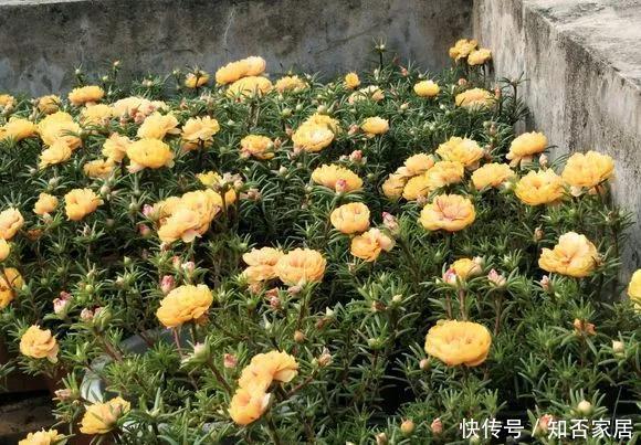  『照充足』5种花要多晒，晒得多花越多，一缺光就黄叶烂根！