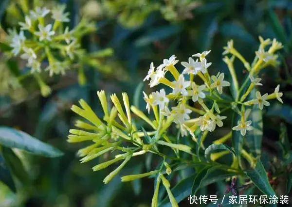  『赶紧搬』卧室养花需谨慎，这五种花千万不能养，卧室植物如何挑选？