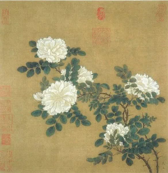  【究竟】被中国70多个城市选为市花的月季，究竟有怎样的魅力？