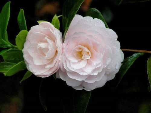  【炒菜】家里有这5种花，不仅能赏花，还能用来炒菜吃！