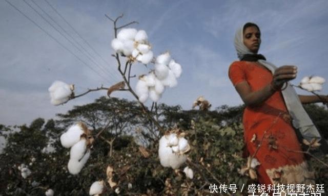  们中国■印度把他们的棉花低价卖给我们国家，再用高价买回去，