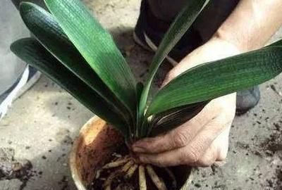  『浇水』植物水浇多了补救措施