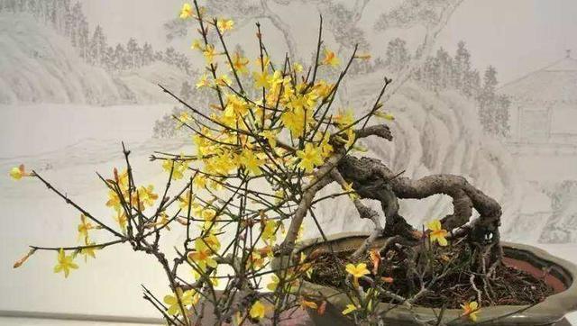 『迎春花』春天的“头牌”迎春花,这样养,春节满金花,满屋生辉