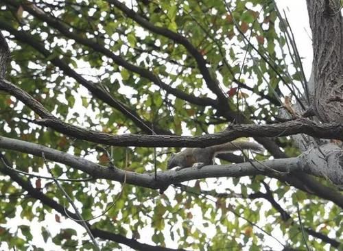 去公园的去公园