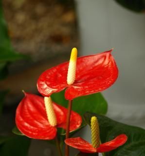 「红掌」红掌养护“小攻略”,做好这些事,叶子翠绿花不断,越长越旺