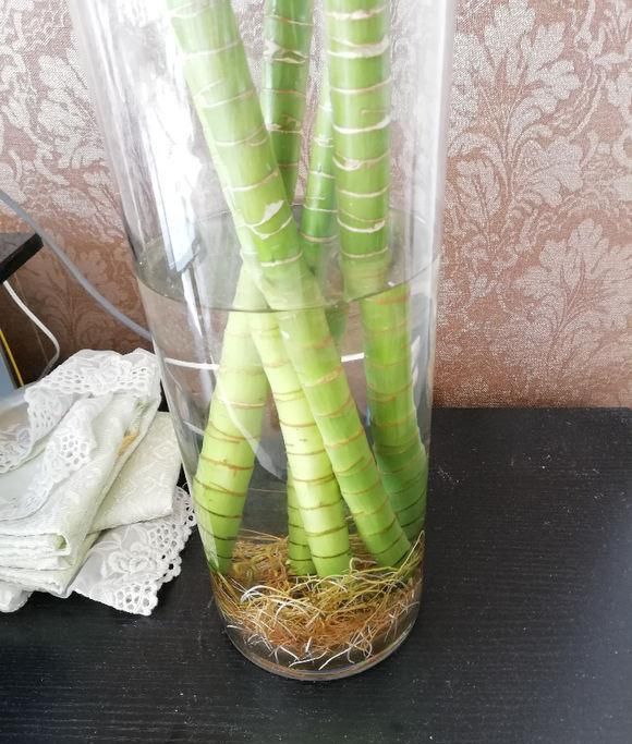 「水里」生活中的小药片,碾碎了丢在水里,用药片水浇花,不黄叶不烂根