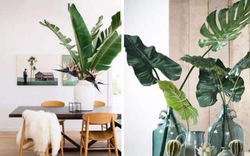 【寓意】这3类植物,寓意好,净化空气'吸'甲醛,欣赏价值高又好养