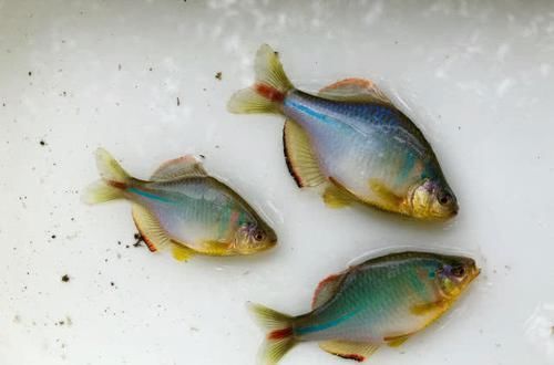  「鳑鲏鱼」钓鱼人一脸嫌弃的小鱼鳑鲏，在日本却成了“宠儿”