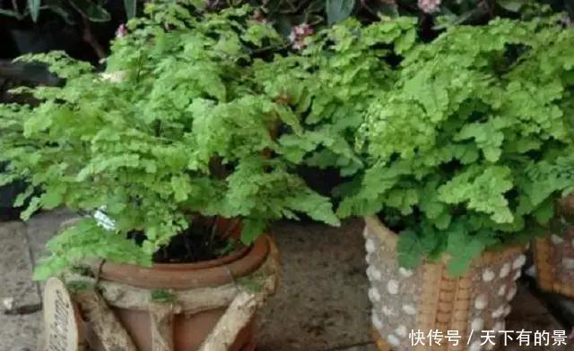 此种植株|阳光能养花,亦会“杀”花,夏天已来临,这几种植株切记不可多晒