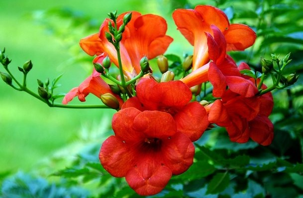  『小花』非常容易长爆盆的5种小花，懒人也能养出一片花海，霸占整个阳台