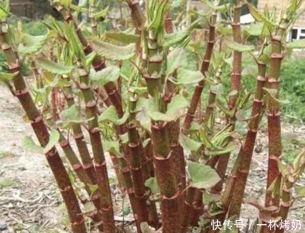  碰到■有危害的1种“野草”，人称“日本虎杖”，根茎发达，碰到请铲除