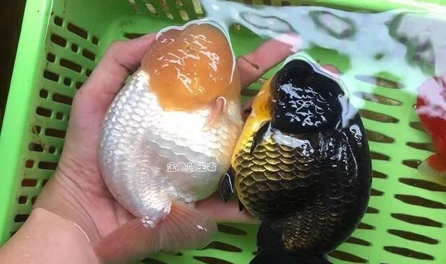  「温差过大」经验 | 金鱼不吃食的原因，都给你找到方法了！