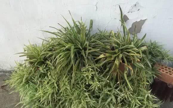 好养理由■这5种花命真大,掐个枝就能活,长满家里空地!