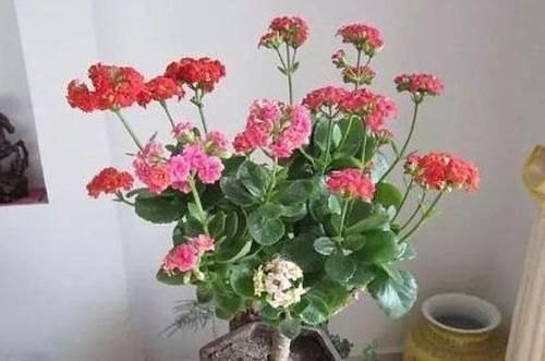  『适合』3种植物花期贼长，最适合室内盆栽赏花，好看好养好爆盆