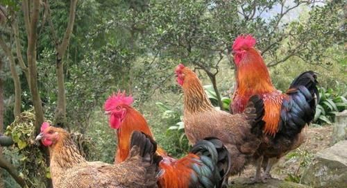  鸡粪■农村不能养鸡了？可农民养的鸡很受欢迎，怎么办？