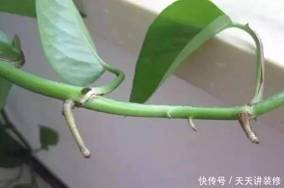 『绿萝』养花技巧:春天赶紧扦插绿萝,扯根枝插3盆,5种方法个个好活!