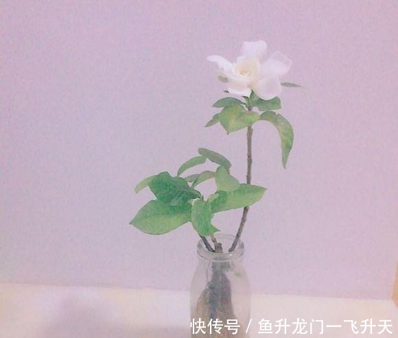 『养活』水培的花大家听说过多少呢?好养活,一开就是好几个月,美妙绝伦