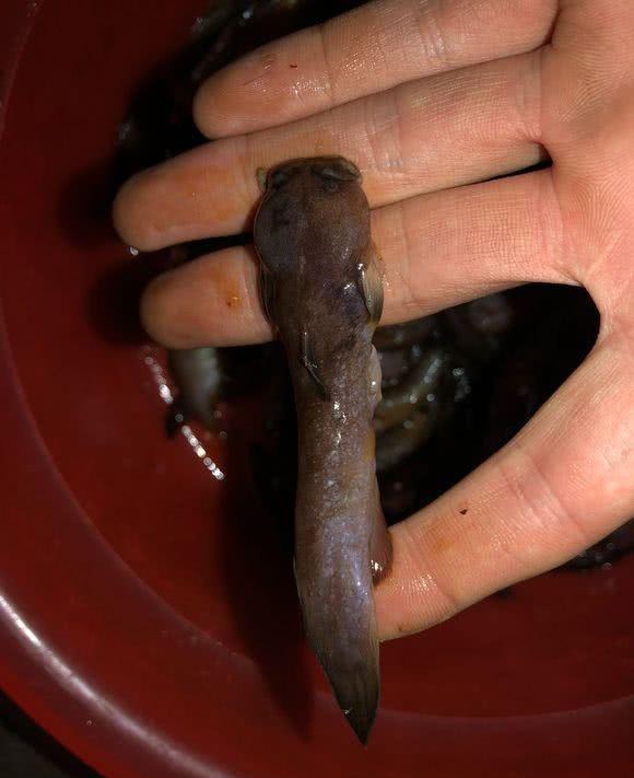 这是鱼吗？广西深山，山洞里捕获一种“肉虫子”，老乡：几百一斤