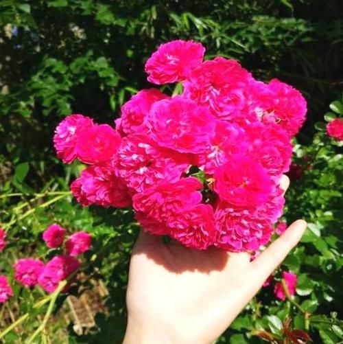 [甜蜜红木香]此花号称'香水之花'，浓而不腻比桂花还好闻，沾土即活花开不断