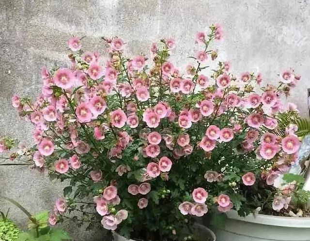  「还要」比香水还要香的9种花，养在阳台上，满屋飘香
