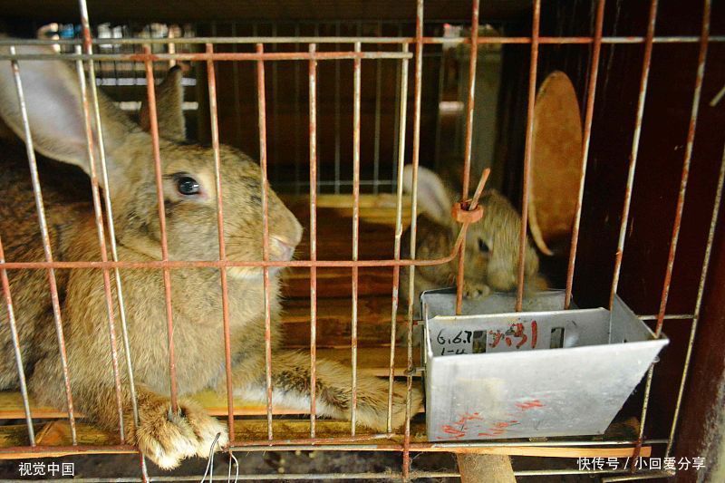  创业|农村致富创业新点子，创业新思路，为你创业提供新思路