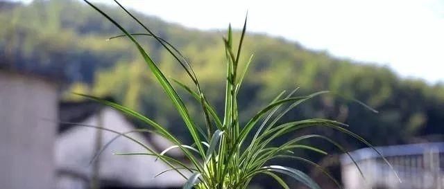  温度■兰花什么时候开花，谁说了算？这样说你就明白了