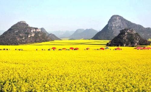 又见满山油菜花开，中国最美5大油菜花基地，一起来看撩人的春色