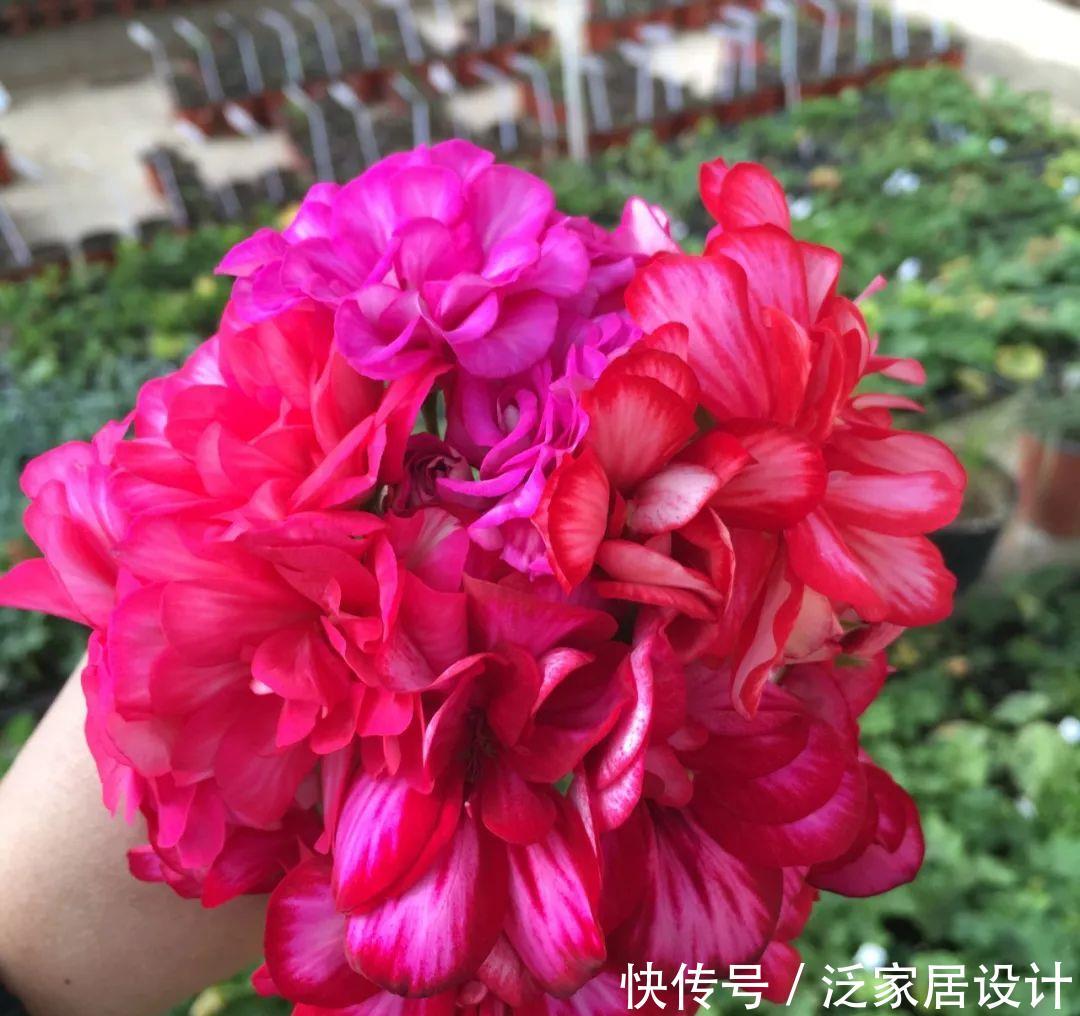  每种■110种天竺葵，每种都超美，看看你认识多少种？