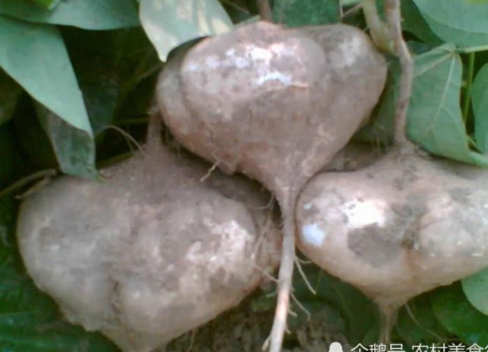 农村地里这种农作物过去没人吃，如今却很值钱，生吃还可以解酒！