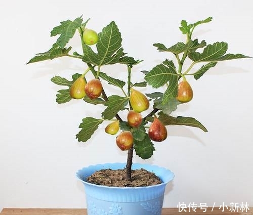 吃不完■这“2种”水果,剪根枝条插土里,15天生根,2年结果,果子吃不完