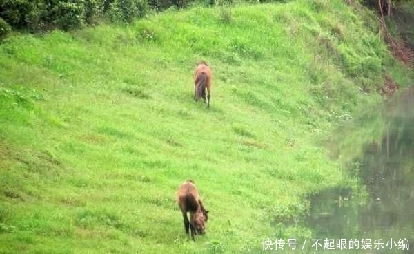  顾不上：野河钓鲫，环境优美，恰似人间天堂，却遭遇“电工”洗劫
