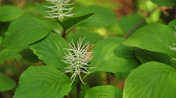  [用纸]南荻，纤维质优、高产，能制高级文化用纸及静电复印纸。
