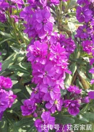 『三角梅』在家中养护自己喜欢的花卉,以下3种花卉是理想的室内花卉,美丽