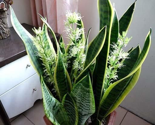  人都喜欢■养花高手，能把普通的植物“养开花”，比如虎皮兰、富贵竹、玉树
