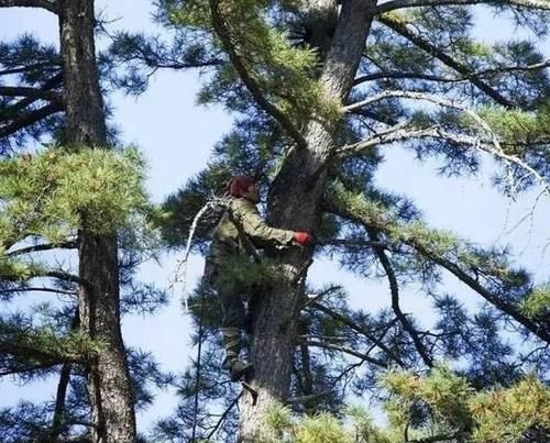  上市■它是一种野生坚果，今年上市就卖50元一斤，农民：采摘过