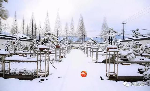 一组盆景作品欣赏,雪中赏盆景,别具一番风韵!