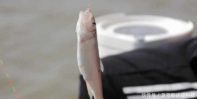  「中鱼」糗钓半天浮漂一动不动，换饵料时却钓上来一条鱼，这是怎么回事？