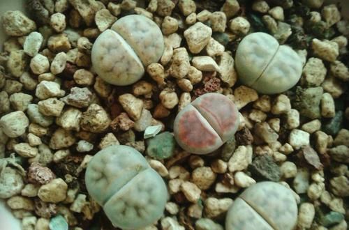  『石头花的养殖方法』花卉种植技术：种植多肉石头花，简单一招让“小石头”爆盆生长！