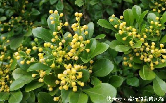 「适合」养花怎么正确使用磷酸二氢钾?哪些花卉适合?以及使用注意事项!