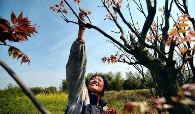  农民■“天价香椿”的背后，农民赚的盆满钵满？老农4句话，点醒