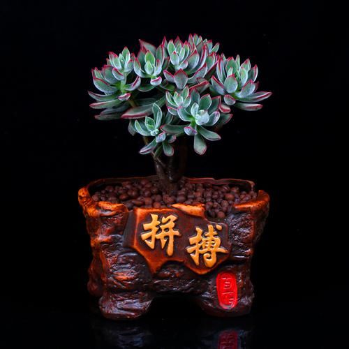  【观赏价值】一般人没见过的进口红枫树苗盆栽，观赏价值高，富贵养眼又招财
