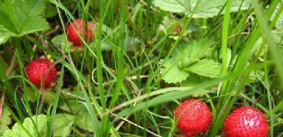  黄泥土：请保护此物，它价值珍贵，当今很是珍贵稀罕，遇见管好