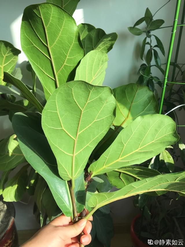  『水泥花盆』客厅养盆镇宅花，除异味、保家宅，越养家越旺！