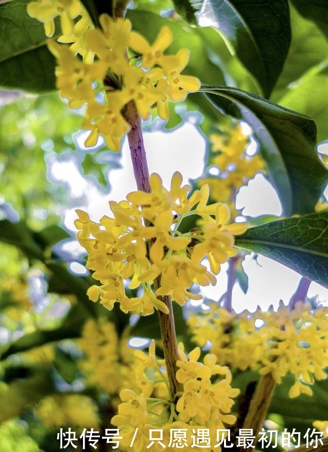 白云游得多慢呀,似乎也在迷恋着,桂花