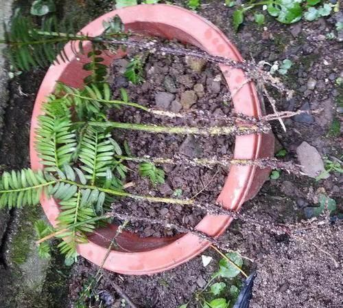  大熊猫@红豆杉号称“植物大熊猫”，净化空气促健康，注意5点红豆挂满枝